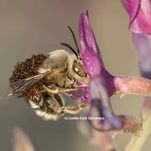A digger bee, Habropoda pallida, with blister beetle larvae. (Photo by Leslie Saul-Gershenz)