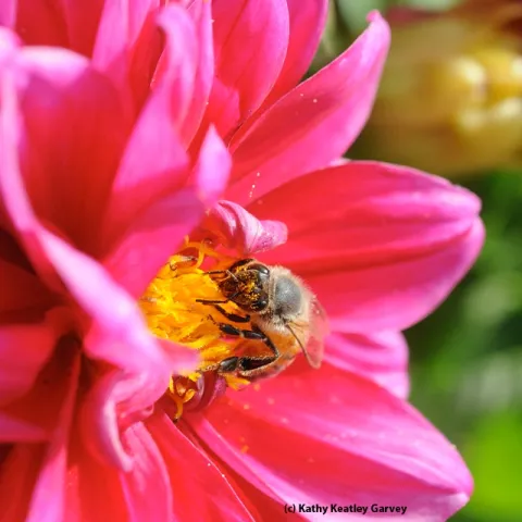 This photo of a bee foraging on a zinnia, taken in the Haagen-Dazs Honey Bee Haven, graces the front and back covers of "Bee Friendly: A Planting Guide for European Honeybees and Australia Native Pollinators." (Photo by Kathy Keatley Garvey)