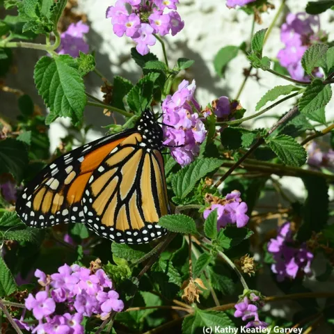 A monarch butterfly on lantana last week in Vacaville, Calif. (Photo by Kathy Keatley Garvey)