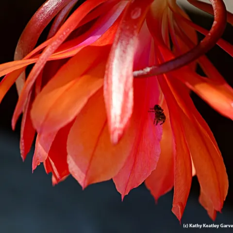 A jumping spider on an orchid cactus, Epiphyllum. (Photo by Kathy Keatley Garvey)