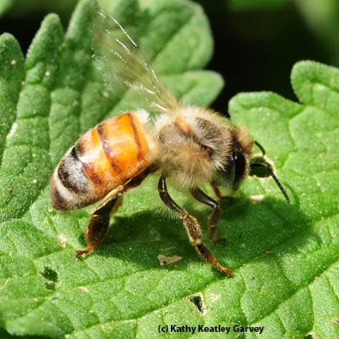 This honey bee is doing poorly. (Photo by Kathy Keatley Garvey)