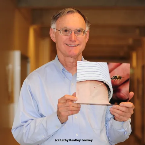 Eric Mussen and the famous bee sting photo showing a bee stinging his wrist. This mounted photo will be auctioned off at the California State Beekeepers' Association conference. (Photo by Kathy Keatley Garvey)