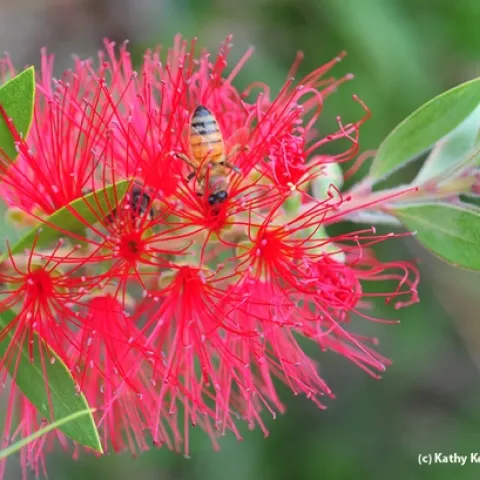 Honey bee on a bottlebrush at the Haagen-Dazs Honey Bee Haven. (Photo by Kathy Keatley Garvey)