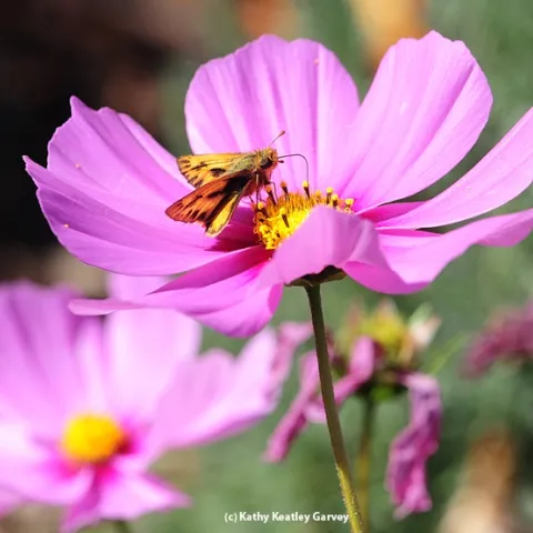 A skipper on a cosmos. (Photo by Kathy Keatley Garvey)