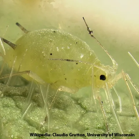 Asian soybean aphid. (Courtesy Wikipedia, Claudio Gratton, University of Wisconsin)