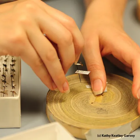 A Bohart Museum volunteer at work. (Photo by Kathy Keatley Garvey)