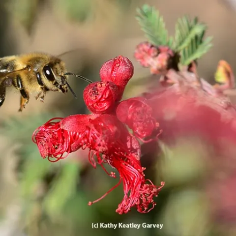 This honey bee was not aware of the "no fly" list; bees don't usually fly when the temperature is 49 degrees, but this one did. (Photo by Kathy Keatley Garvey)