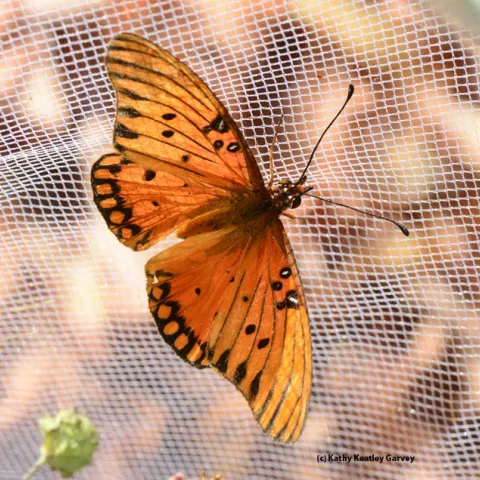 A newly emerged Gulf Fritillary, Agraulis vanillae. (Photo by Kathy Keatley Garvey)