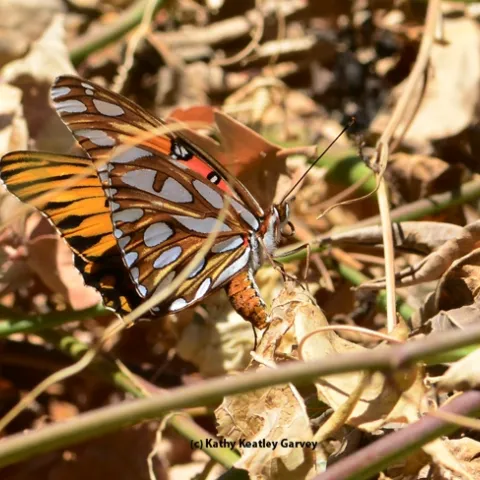 Gulf Fritillary butterfly laying an egg on Christmas Day in west Vacaville. (Photo by Kathy Keatley Garvey)