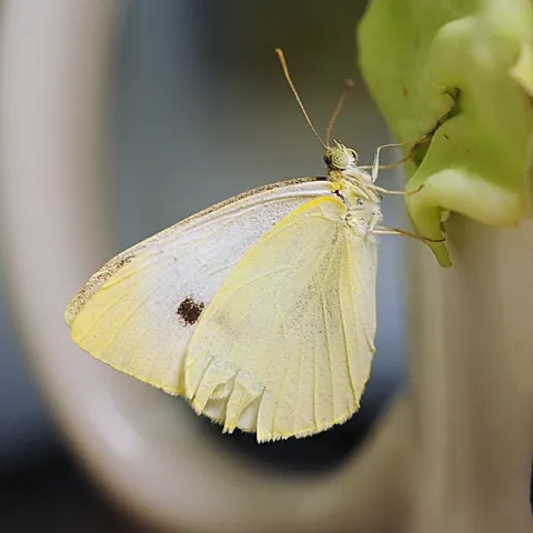 Cabbage white butterfly, Pieris rapae. (Photo by Kathy Keatley Garvey)