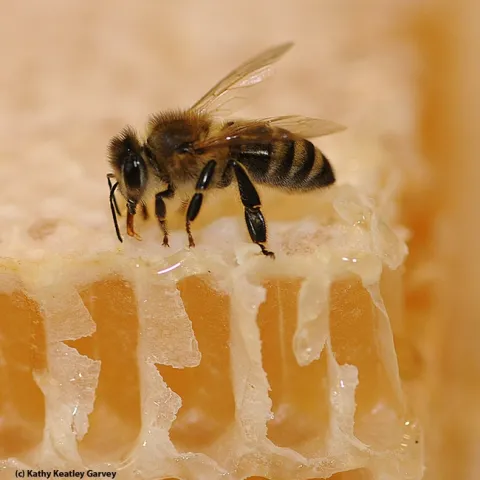 Bee on honey. (Photo by Kathy Keatley Garvey)