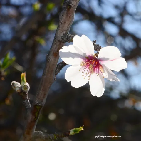 A solo almond blossom blooming Jan. 5, 2014 in Benicia. (Photo by Kathy Keatley Garvey)