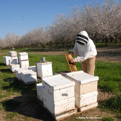 Bee breeder-geneticist Michael "Kim" Fondrk works the Page bees in a Dixon almond orchard. (Photo by Kathy Keatley Garvey)