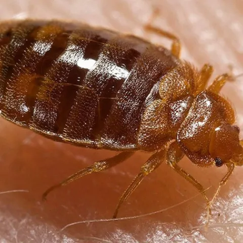 Bed bug. (Photo by Piotr Naskrecki, courtesty of the Centers for Disease Control and Prevention.)
