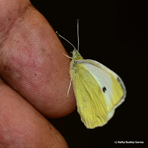 Suds for a bug...this is the cabbage white butterfly that Art Shapiro caught Jan. 14. (Photo by Kathy Keatley Garvey)