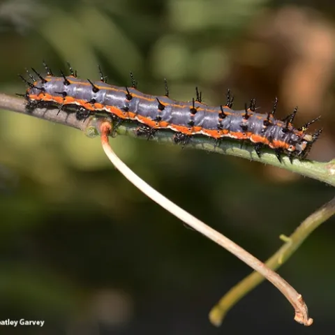A Gulf Fritillary caterpillar crawling on a stem. (Photo by Kathy Keatley Garvey)