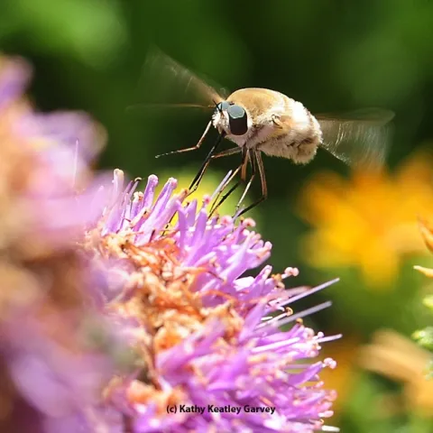 A long-nosed bee fly in the Storer Garden, UC Davis Arboretum. (Photo by Kathy Keatley Garvey