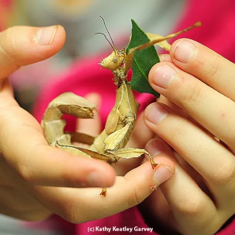 A walking stick being fed a leaf at the Bohart Museum of Entomology. (Photo by Kathy Keatley Garvey)