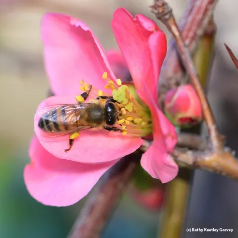 Honey bee foraging on flowering quince. (Photo by Kathy Keatley Garvey)