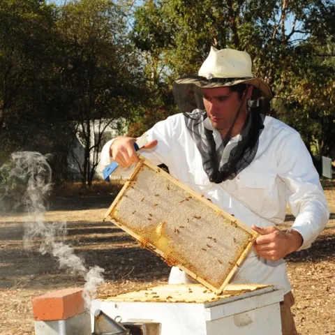 This photo of beekeeper Billy Synk, manager and staff research associate of the Harry H. Laidlaw Jr. Honey Bee Research Facility at UC Davis, appears on the cover of the February edition of the American Bee Journal. (Photo by Kathy Keatley Garvey)