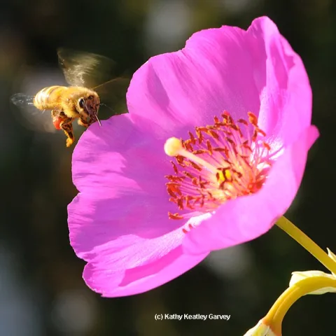 Honey bee heading toward rock purslane, Calandrinia grandiflora. (Photo by Kathy Keatley Garvey)