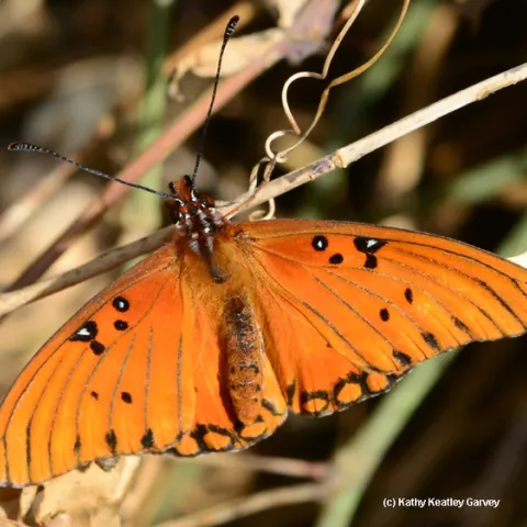 A Gulf Fritillary spotted Feb. 17 near downtown Vacaville, Solano County. (Photo by Kathy Keatley Garvey)