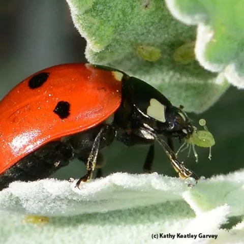 A ladybug grabbing an aphid. (Photo by Kathy Keatley Garvey)
