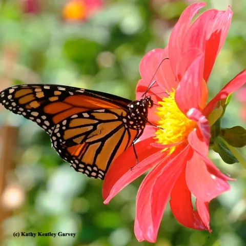 A monarch butterfly nectaring on a zinnia. (Photo by Kathy Keatley Garvey)