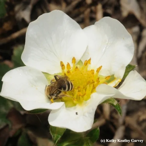 Female of the genus Andrena (Andrenidae) probably Andrena angustitarsata, as identified by Robbin Thorp. This is a native, solitary, ground nesting bee. (Photo by Kathy Keatley Garvey)