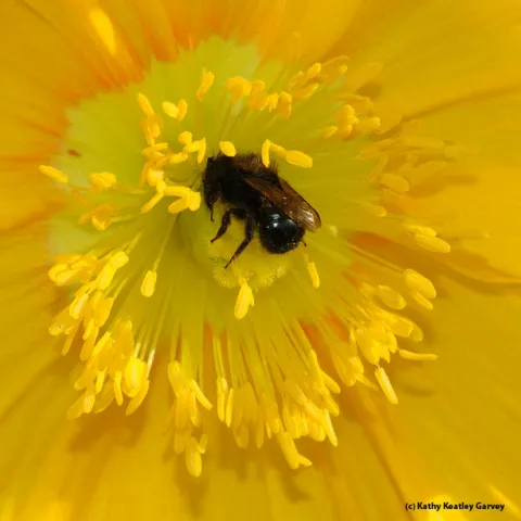 An Osmia (family Megachilidae) pollinating a flower. (Photo by Kathy Keatley Garvey)