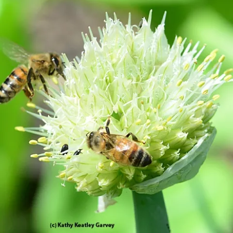 Honey bees on an onion umbel. (Photo by Kathy Keatley Garvey)