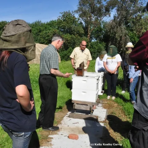 Extension apiculturist Eric Mussen (second from left) talks to a UC Davis class in the apiary of the Harry H. Laidlaw Jr. Honey Bee Research Facility. Third from left is forensic entomologist Robert Kimsey, one of the two class instructors.(Photo by Kathy Keatley Garvey)