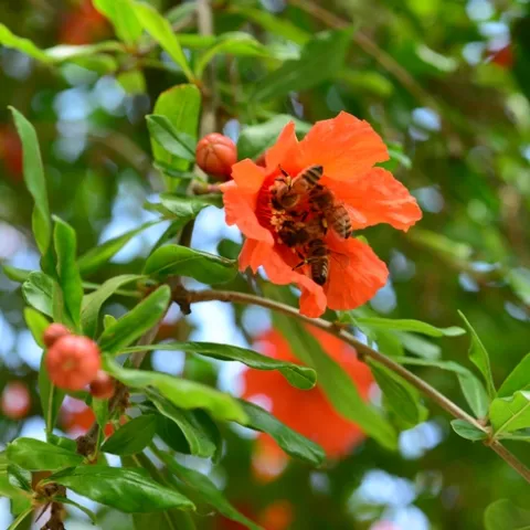 Honey bees clustering on pomegranate blossom. (Photo by Kathy Keatley Garvey)