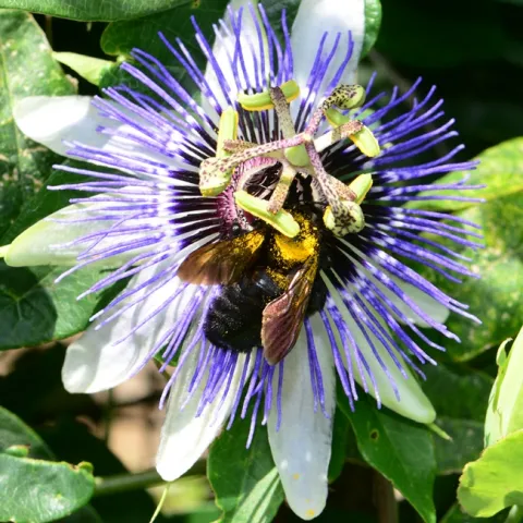 A Valley carpenter bee receives a brush of pollen. (Photo by Kathy Keatley Garvey)