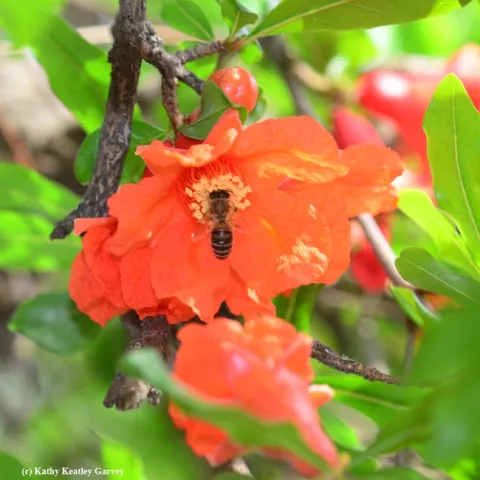 Honey bee foraging on a pomegranate blossom. (Photo by Kathy Keatley Garvey)