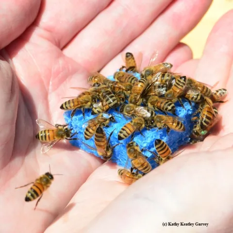 A handful of bees, held by Barbara Allen-Diaz. (Photo by Kathy Keatley Garvey)