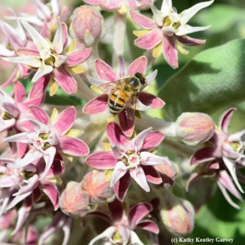 Honey bee foraging on milkweed in the UC Davis Arboretum, near Mrak Hall. (Photo by Kathy Keatley Garvey)