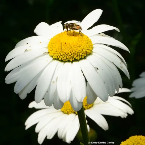 A drone fly, Eristalis tenax, on a Shasta daisy at the Luther Burbank Home and Gardens. (Photo by Kathy Keatley Garvey)