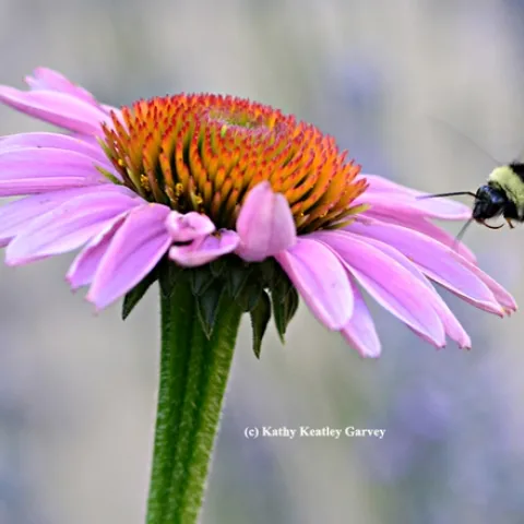 A female bumble bee, Bombus fervidus, heads for a purple coneflower. (Photo by Kathy Keatley Garvey)