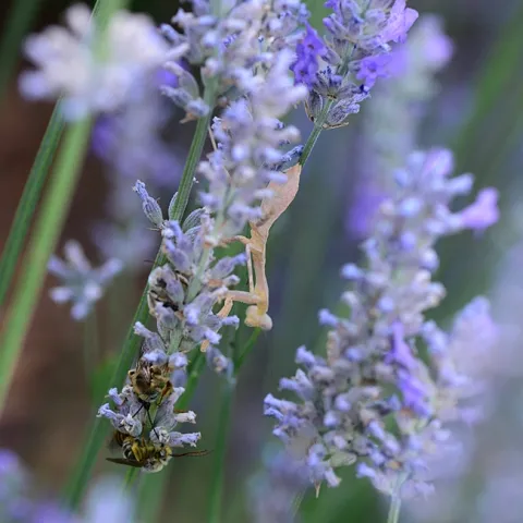 A praying mantis climbs down a lavender stem to get a closer look at the sleeping boy bees, longhorned digger bees, Melissodes agilis. (Photo by Kathy Keatley Garvey)