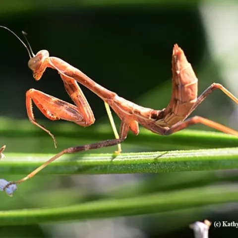 A praying mantis won’t eat a few days before it will shed its skin (molt). This is normal. After molting it will start to eat again. When a praying mantis will not eat even though it does not need to molt, it can help to offer it a Praying mantis soaking up some sun rays. (Photo by Kathy Keatley Garvey)