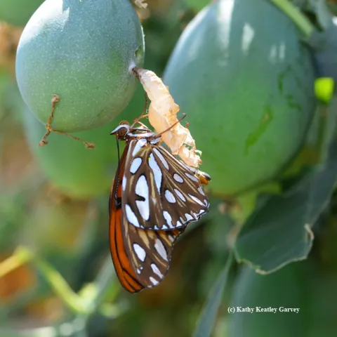 A newly emerged Gulf Fritillary. (Photo by Kathy Keatley Garvey)