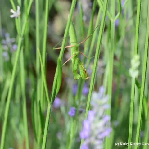 Camouflaged praying mantis. (Photo by Kathy Keatley Garvey)