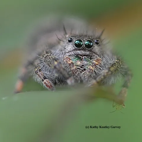 A jumping spider ready to jump. (Photo by Kathy Keatley Garvey)