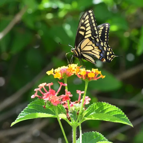 Anise swallowtail foraging on lantana. (Photo by Kathy Keatley Garvey)