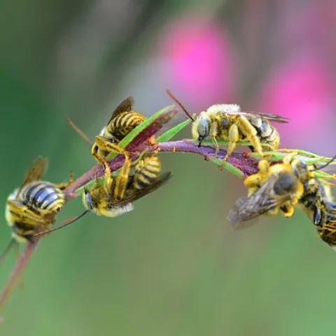 Male longhorned bees jockeying for position on a guara stem. (Photo by Kathy Keatley Garvey)