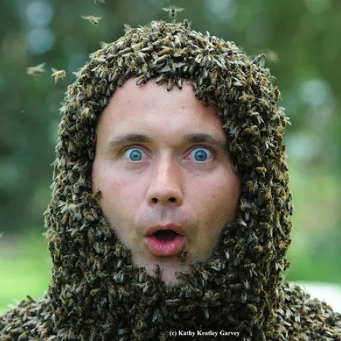This photo of former UC Davis visiting bee scientist Jakub Gabka of Poland won the gold award for best feature photo, presented recently by international Association for Communication Excellence. (Photo by Kathy Keatley Garvey)