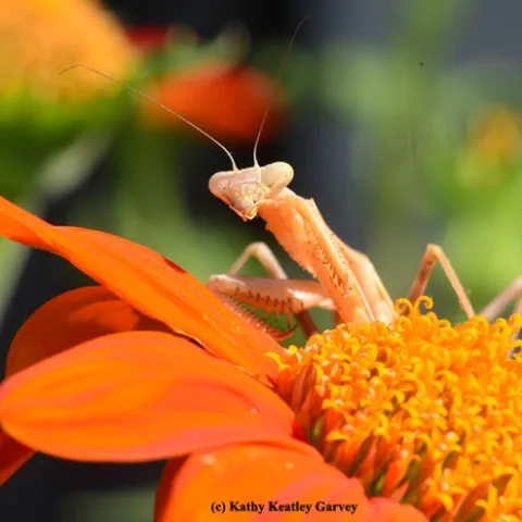 A praying mantis eyes the photographer. (Photo by Kathy Keatley Garvey)