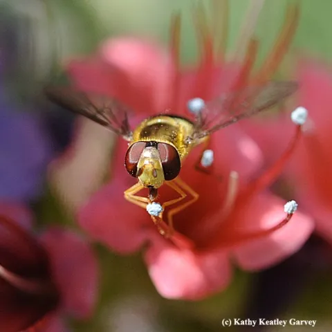 A syrphid fly, aka flower fly or hover fly, nectaring on a tower of jewels. (Photo by Kathy Keatley Garvey)