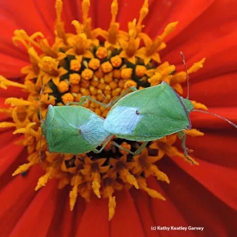 Red-shouldered stink bugs mating. (Photo by Kathy Keatley Garvey)